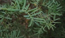 冬麻豆,冬日里的暖阳美食之旅